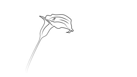 Calla flower self drawing animation. Copy space. Line art. White background.