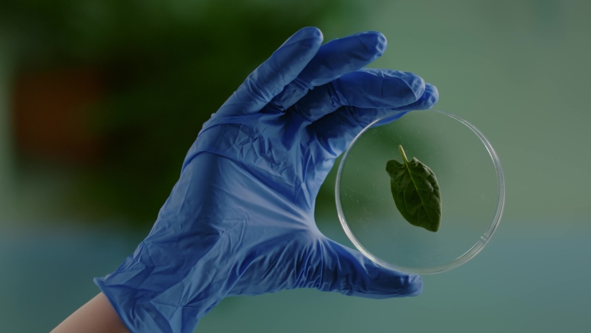 Vertical video: Closeup of biologist woman hands holding medical sample of green leaf discovering genetic mutation. Botanist researcher working in ecology laboratory researching biological expertise | Shutterstock HD Video #1076312717