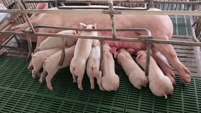 A group of cute piglets suckling from sows.