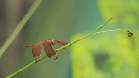 The life cycle of a dragonfly has a few stages. An adult dragonfly lives about six months. However, a dragonfly baby also known as a larvae or nymph, lives up to three years before becoming an adult.
