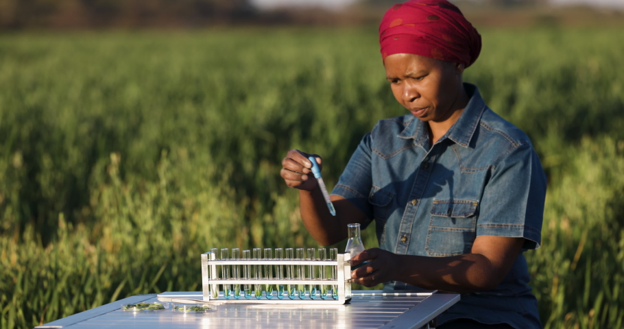 Black African female Agronomist biologist farmer checking the quality of an oat grain crop on a large scale farm. Close-up portrait