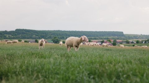 two sheeps lambs graze and walk on grass field.. Summer evening at the farm