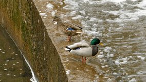 Drake and duck on concrete parapet of artificial water threshold. Unmodified camera color.