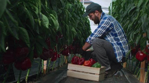 Bearded adult man cutting and smelling ripe pepper while sitting on haunches near crate during work in hothouse