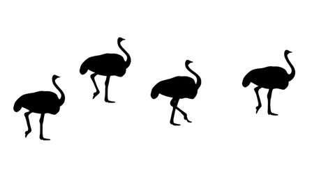 Walking ostriches, animation on the white background (seamless loop)