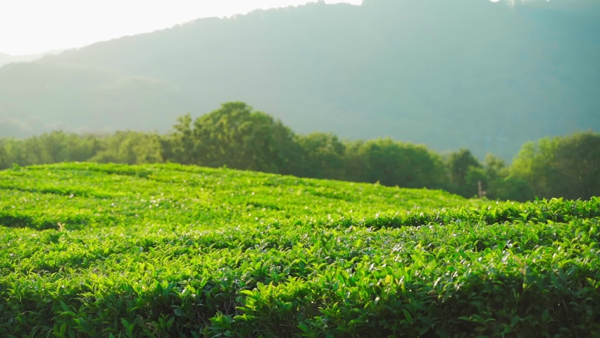 Green tea plantation in Highlands of Europe. organic farming, tea growing. Beautiful rows of tea bushes. Tea plantations background, plantations in morning light Royalty-Free Stock Footage #1076331077