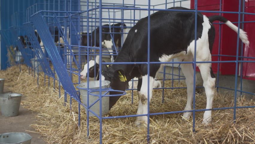 Young black-white calves in a cage. Professional industrial barn. Raising heifers for sustainable milk and meat on a cow farm. Organic nutrition. Healthy lifestyle. Milky store business, Livestock.