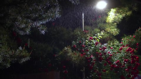 Rain in the night. Roses and streetlight.
