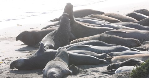 A group of backlit Northern Elephant Seals during sunset in San Simeon Beach, CA.