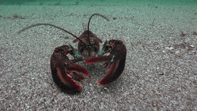 Atlantic Lobsters on Sea Floor