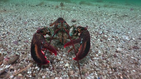 Atlantic Lobsters on Sea Floor