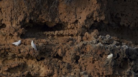 long shot of three sulphur crested cockatoos on a cliff at big bend on the murray river in south australia