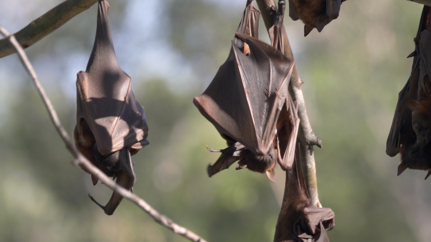 several fruit bats roosting at a camp at katherine gorge of nitmiluk national park in the northern territory Royalty-Free Stock Footage #1076339003