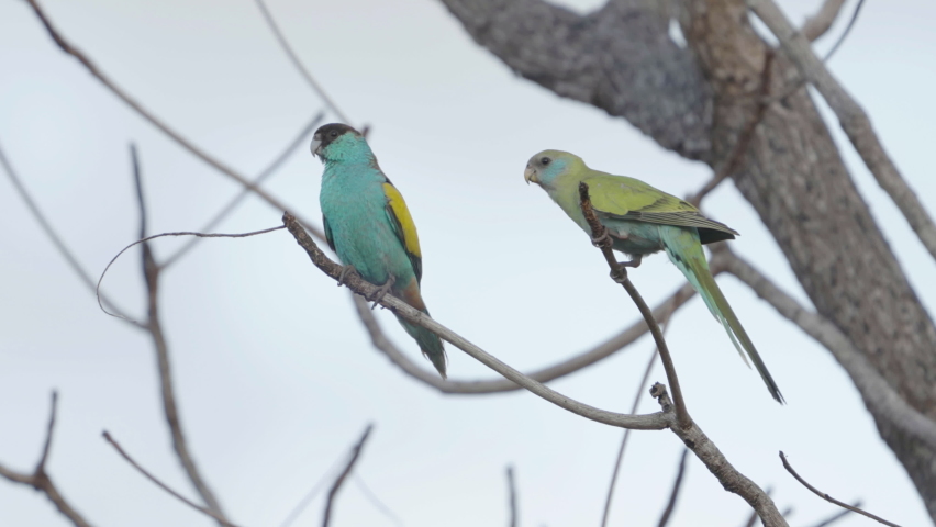 male and female hooded parrot perched in a tree at pine creek in the northern territory of australia