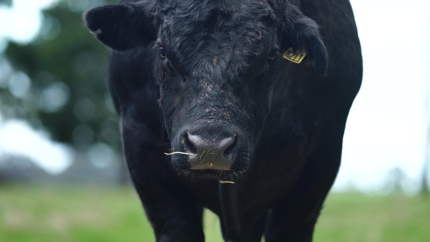 big angus stud bull, looking at camera.
