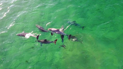 Drone aerial shot of close-up group pod of dolphins swimming float in crystal clear water channel Pacific Ocean Central Coast NSW Australia 4K