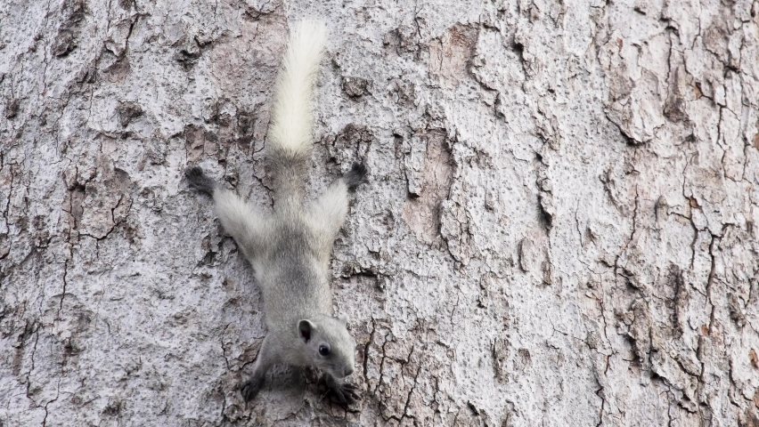 Squirrels cling to a large tree waiting for food.