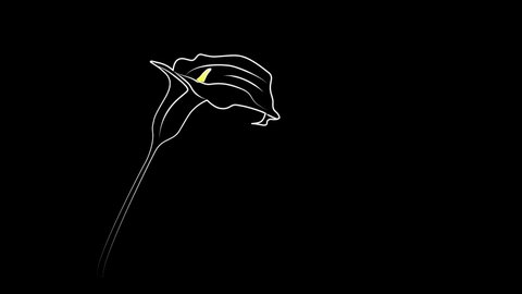 Calla  lily flower self drawing animation. Copy space. Line art. Black background.