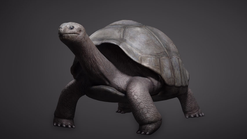 Aldabra giant tortoise galapagos turtle walking seamless loop . Isolated on black background with luma alpha channal. 3D rendering | Shutterstock HD Video #1076345513