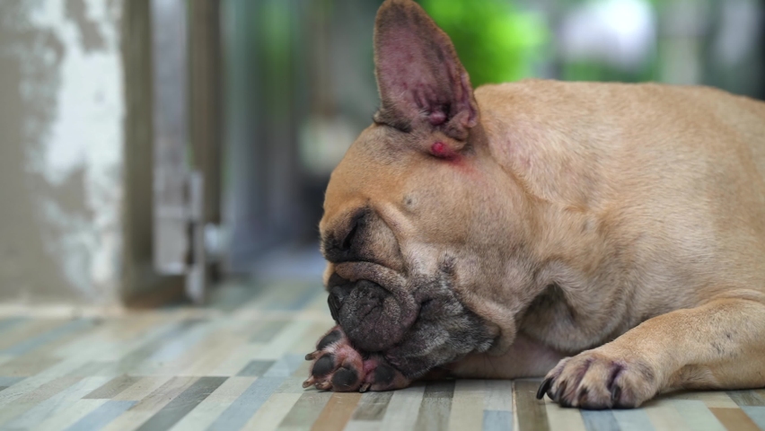 Itching dog with skin disease, rash and allergy cleaning it's toe. | Shutterstock HD Video #1076348360