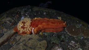 A couple of Emperor Shrimps - Zenopontonia rex living on a nudibranch - Spanish Dancer - Hexabranchus sanguineus. Night underwater world of Tulamben, Bali, Indonesia.