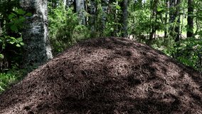 huge anthill in the summer forest. Dolly video