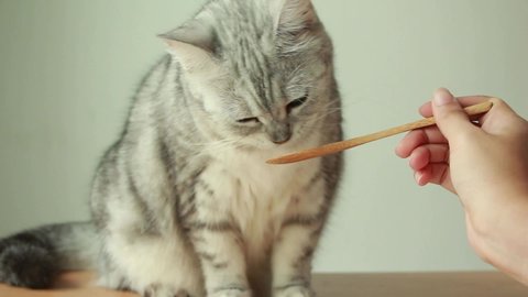 Close up female hand feed cat, Cat licking snack on spoon.