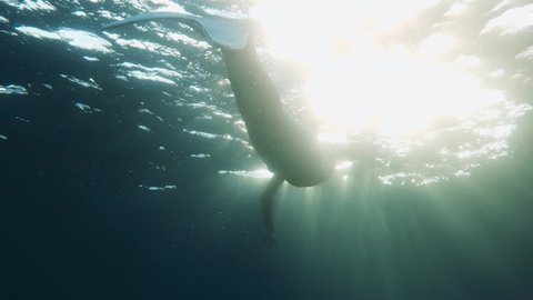 sea mermaid swims underwater in the ocean