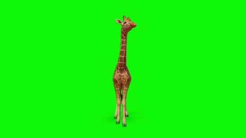 Giraffe Looking on Green Screen