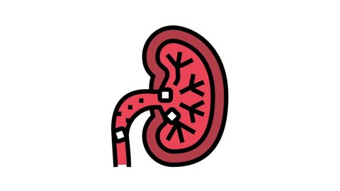 27 Kidney Stone Icon Stock Video Footage - 4K and HD Video Clips |  Shutterstock