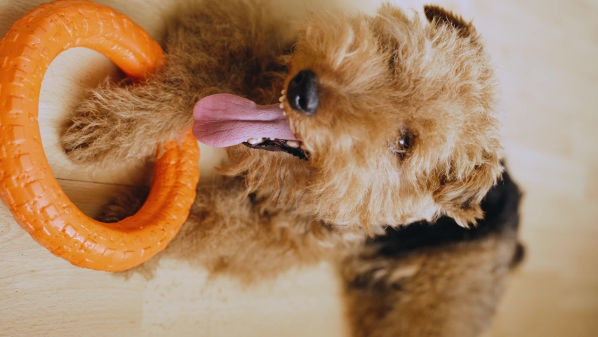Vertical Portrait of the Welsh Terrier. Tongue close-up. Pet dog theme 4K