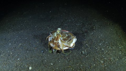 Coconut Octopus is living in a shell and feeding on a crab - underwater world of Tulamben, Bali, Indonesia. 