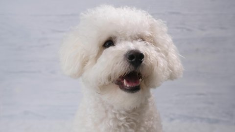 Portrait of a dog breed Bichon Frise. Close-up. Behind a wooden background of white, gray color.