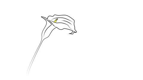 Calla  lily flower self drawing animation. White and yellow. Copy space. Line art. White background.