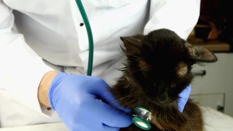 Veterinarian or volunteer examined with stethoscope health of shabby sick mongrel dark cat, covered with wounds, shingles and scabs. Care of disadvantaged animals. Close-up.