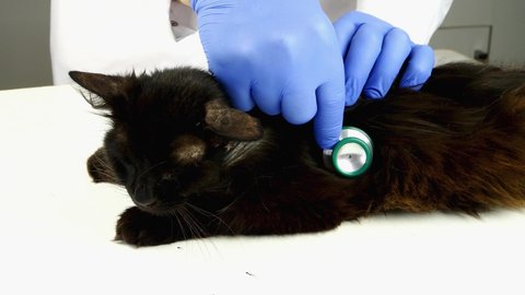 Veterinarian or volunteer examined with stethoscope health of shabby sick mongrel dark cat, covered with wounds, shingles and scabs. Care of disadvantaged animals. Close-up.