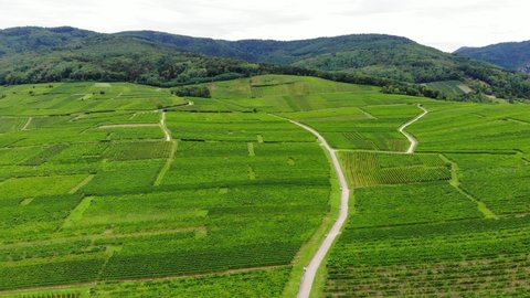Green landscape, many vineyard fields at bottom of forested Vosges mountains. Typical countryside of Alsace, famous wine-producing region at France. Aerial shot at summer day