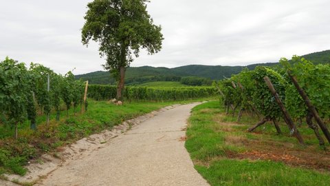 Walk at small path between vineyards, looking back to standalone tree. Forested hills of Vosges range seen on background. Cloudy weather at summer day. Branch trails of famous Alsace Wine Route