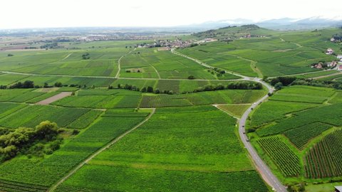 Aerial time lapse shot of Alsace, flying over green fields of vineyards towards Rorschwihr village. Common view of Alsatian Plain at summer time, cars seen on Route du Vin