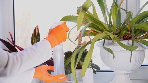 Woman's hand sprays cactus Schlumbergera in flower pot. Spraying potted flowers on windowsill in winter 