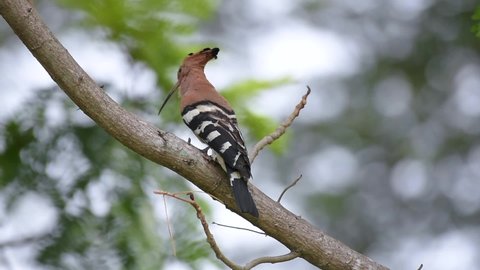Common hoopoe or Eurasian hoopoe (Upupa epops) Fly to feed the baby birds in the burrows.