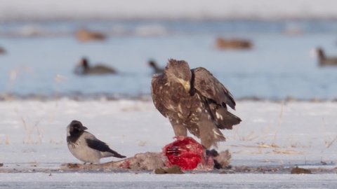White tailed sea eagle eating from wolf kill in slow motion