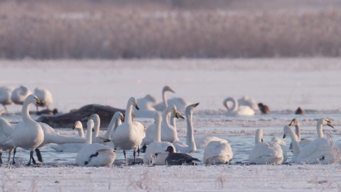 Whooper swans resting at waterhole in winter