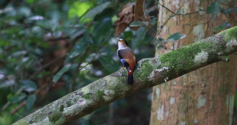4K, Male Silver-breasted Broadbill catching branch showing his back in the forest, Thailand