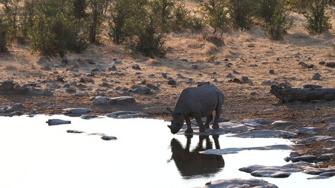 A black rhino drinks from a waterhole at sunset in Etosha National Park, Namibia, Africa. Namibia currently boasts the largest population of black rhino in the world.