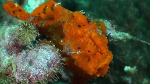 Orange Frogfish filmed from top on tropical coral reef