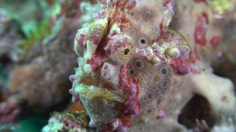 Warty red and grey Frogfish (Antennarius maculatus) super close up on coral reef