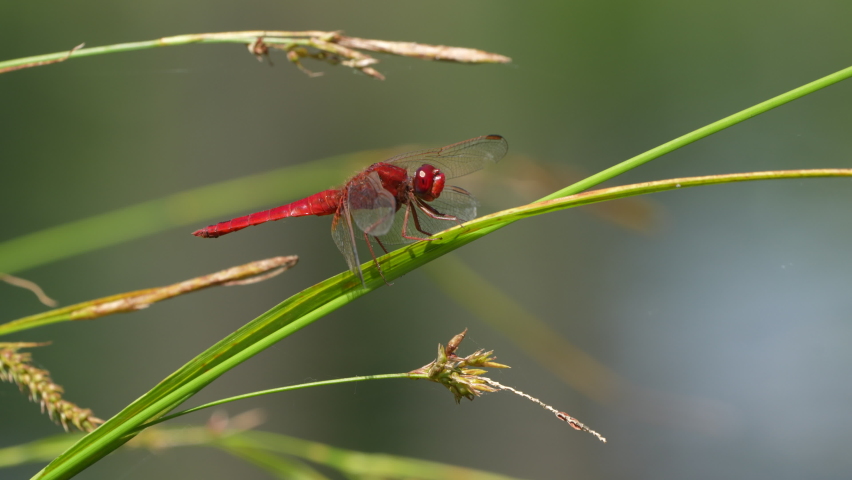 Red colored male dragonfly resting on grass stalk in nature and enjoying sunny day,close up with blurred background. Red-veined darter or nomad.