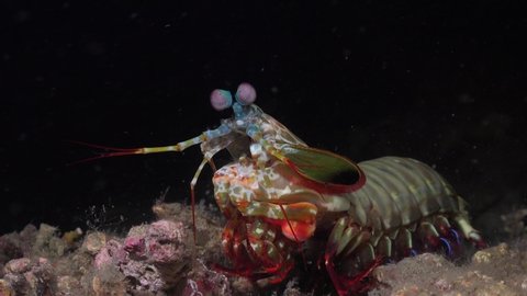 Mantis shrimp (Odontodactylus scyllarus) on coral reef at night