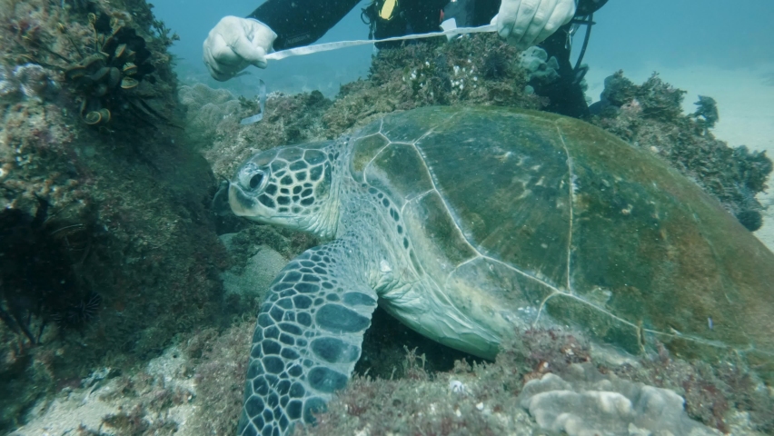 A marine researcher performs scientific tasks on a sea turtle while underwater scuba diving | Shutterstock HD Video #1076376962